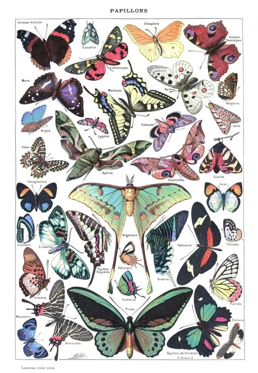 Illustration du Larousse pour Tous : Papillons, 1907-1910