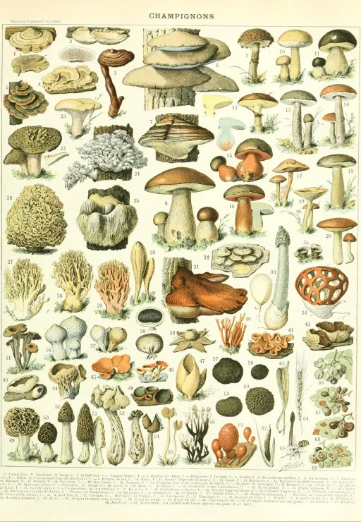 Illustration du Larousse : Champignons, XIXè Siècle