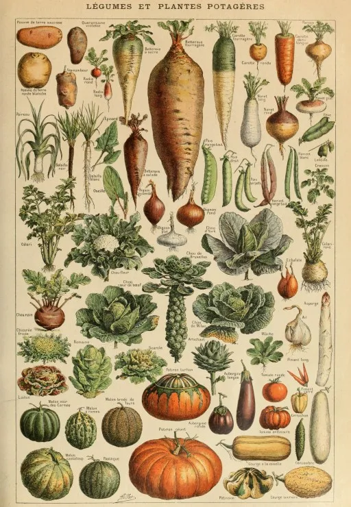 Illustration du Larousse pour Tous : Légumes et Plantes Potagères, XIXè Siècle