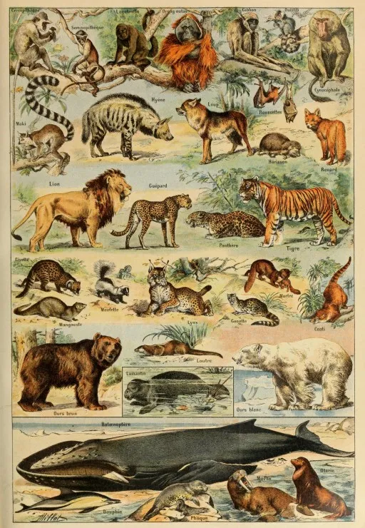 Illustration du Larousse pour Tous : Mammifères, XIXè Siècle