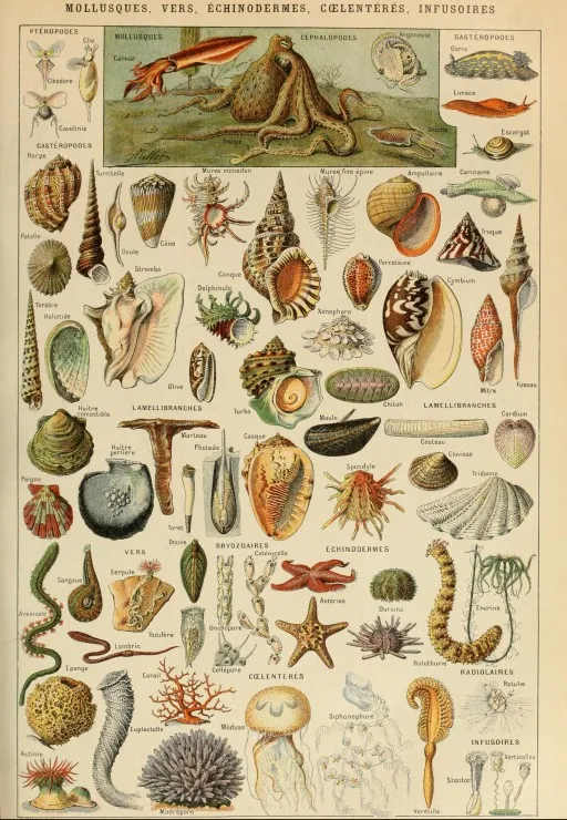 Illustration du Larousse pour Tous : Mollusques, XIXè Siècle