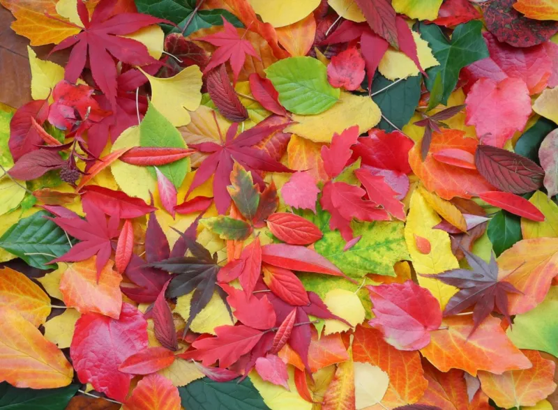 Feuilles d'Automne