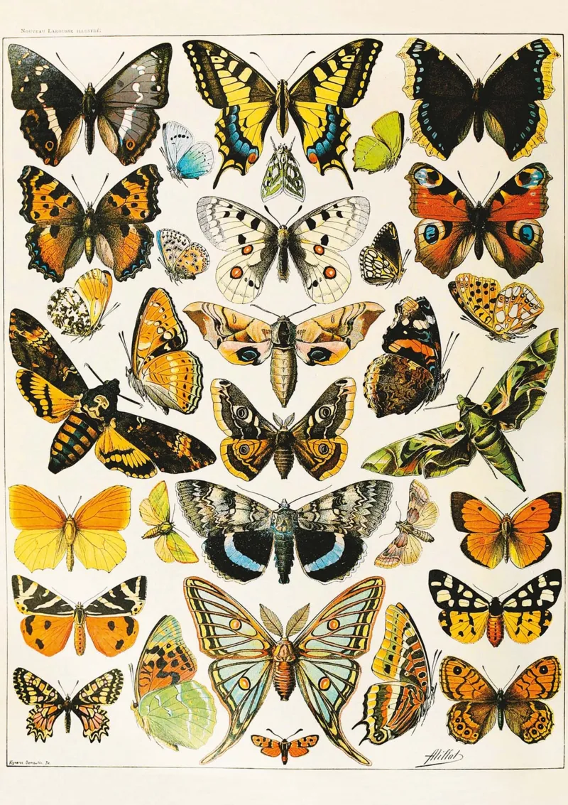 Papillons - Millot