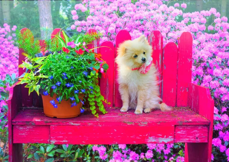 Puppy in the Colorful Garden