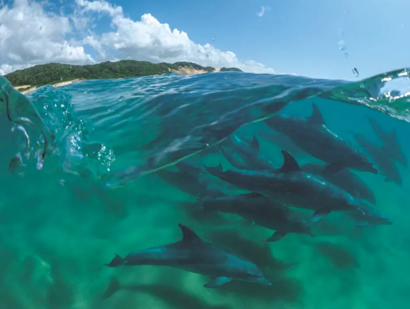 Bottlenose Dolphins