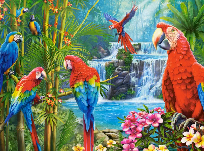 Réunion de Perroquets