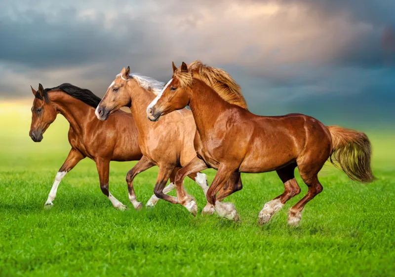 Chevaux en Ruée Vers le Printemps