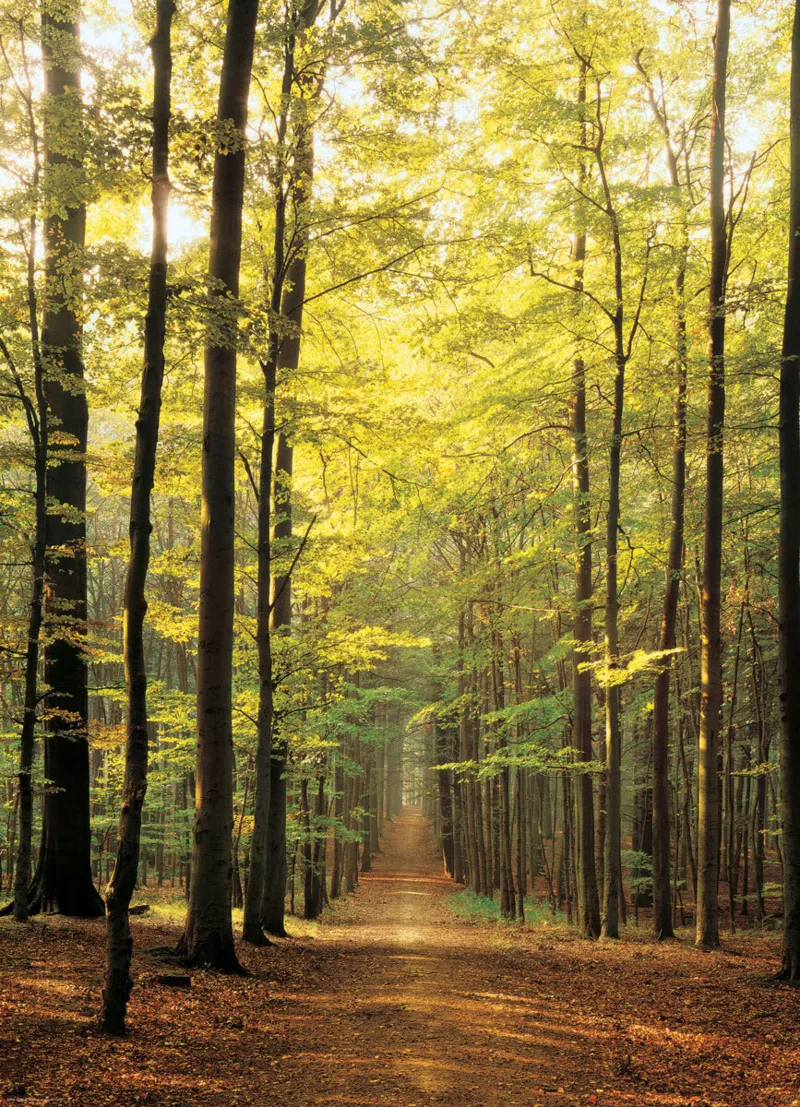 Sous-Bois