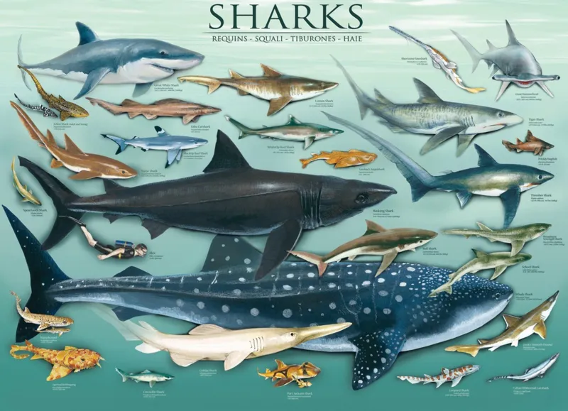 Requins