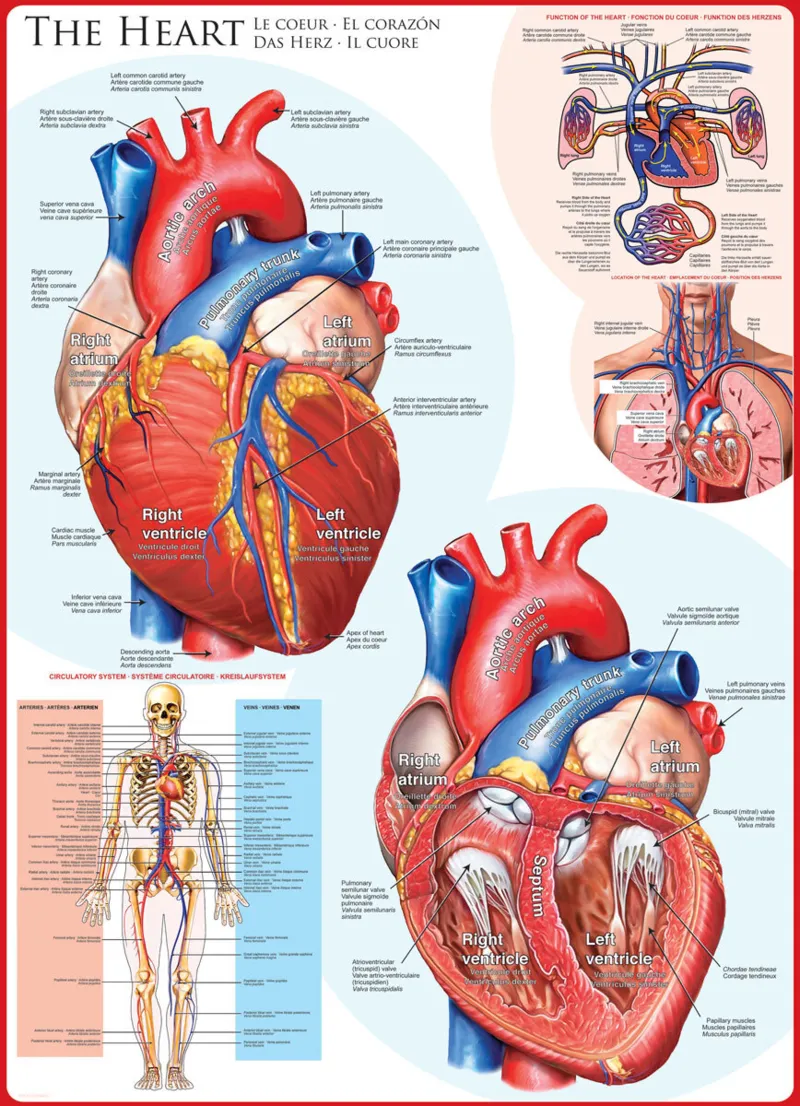 Le coeur