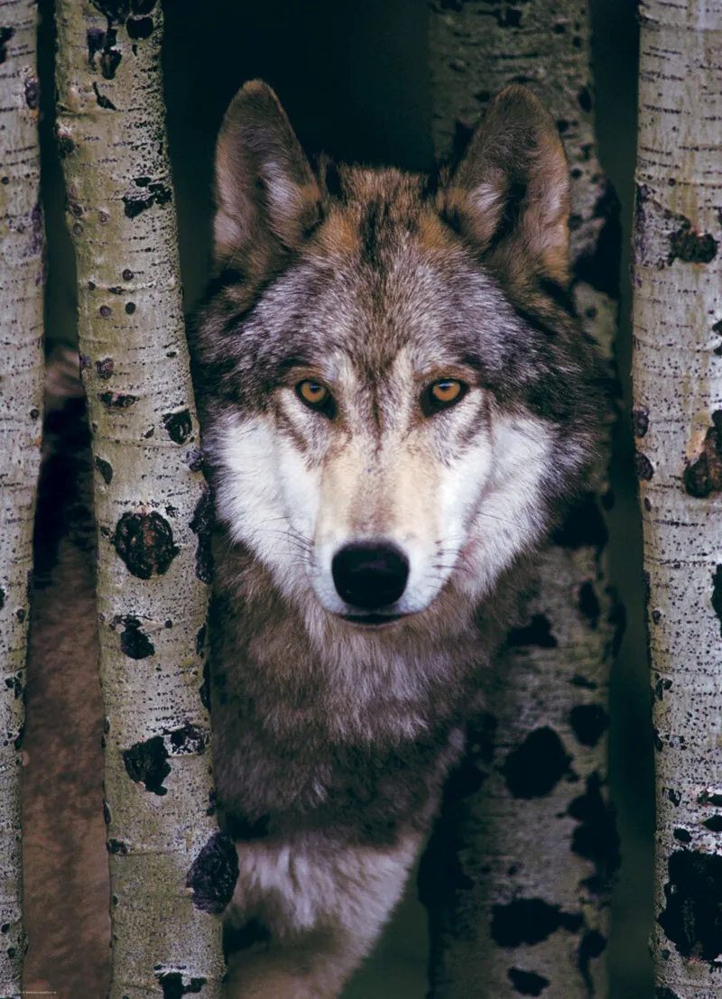 Loup Gris