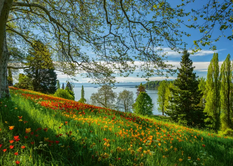 Champ de Tulipes - Ile de Mainau