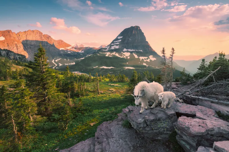 Bouc d'Alpage avec son Bébé