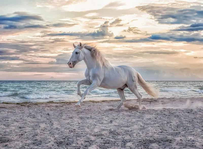 Cheval sur la Plage
