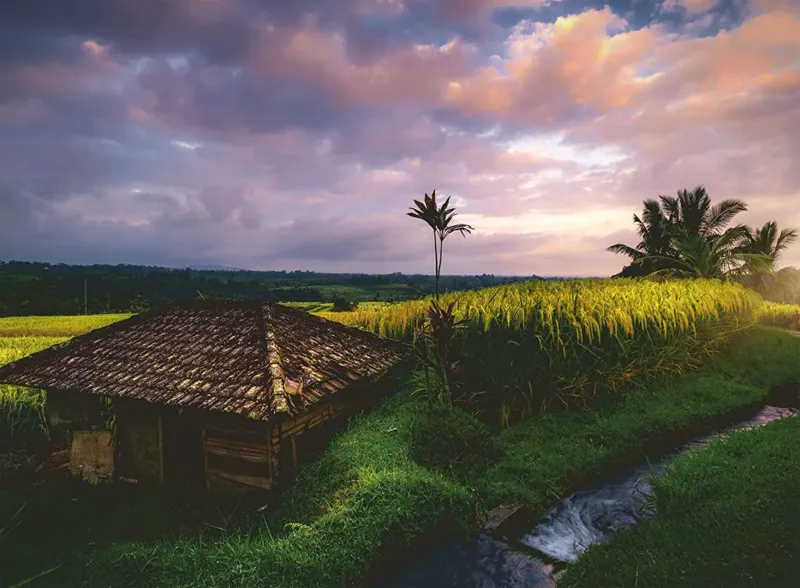 Nature Edition - Rizières au Nord de Bali