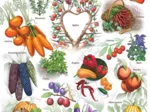 Fruits et Légumes