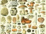 Illustration du Larousse : Champignons, XIXè Siècle