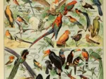 Illustration du Larousse pour Tous : Oiseaux, XIXè Siècle