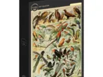 Illustration du Larousse pour Tous : Oiseaux, XIXè Siècle