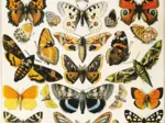 Papillons - Millot