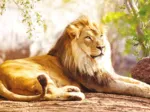 Le Roi de la Savane