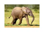 Mini-puzzle Elephant