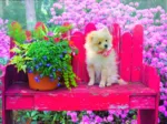 Puppy in the Colorful Garden