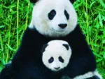 La Famille Panda