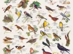 Affiche sur les Oiseaux