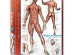 Système musculaire