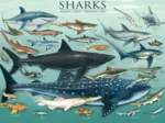 Requins