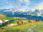 Les Élans à la Montagne