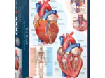 Le coeur