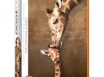 Pièces XXL - Giraffe Mother's Kiss