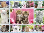 Chatons