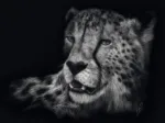Véloce - Le Guépard : Sous le Signe de la Grâce