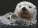 Douce Petite Loutre