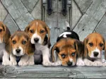 Les Beagles
