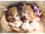 Chatons
